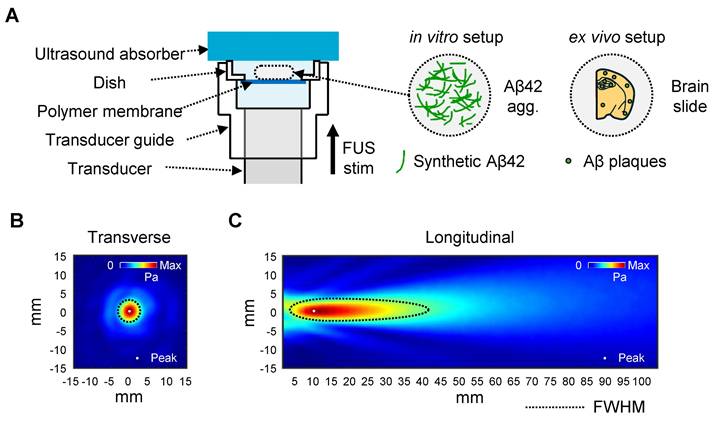 Theranostics Image