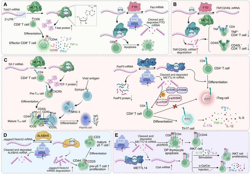 Theranostics Image