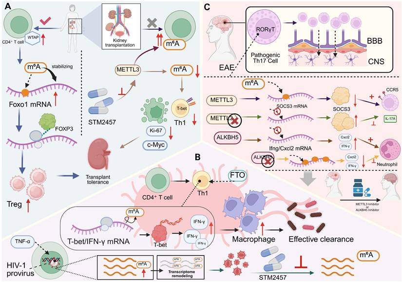 Theranostics Image