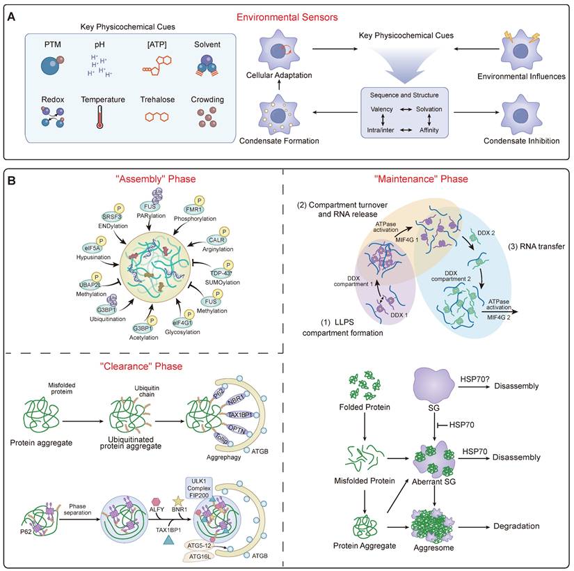 Theranostics Image