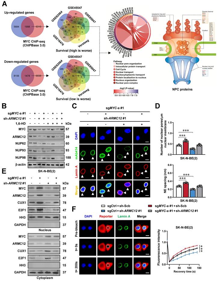 Theranostics Image