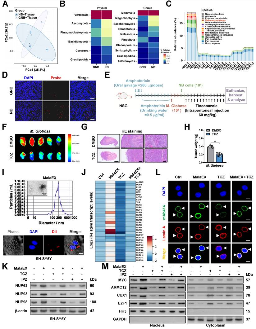 Theranostics Image
