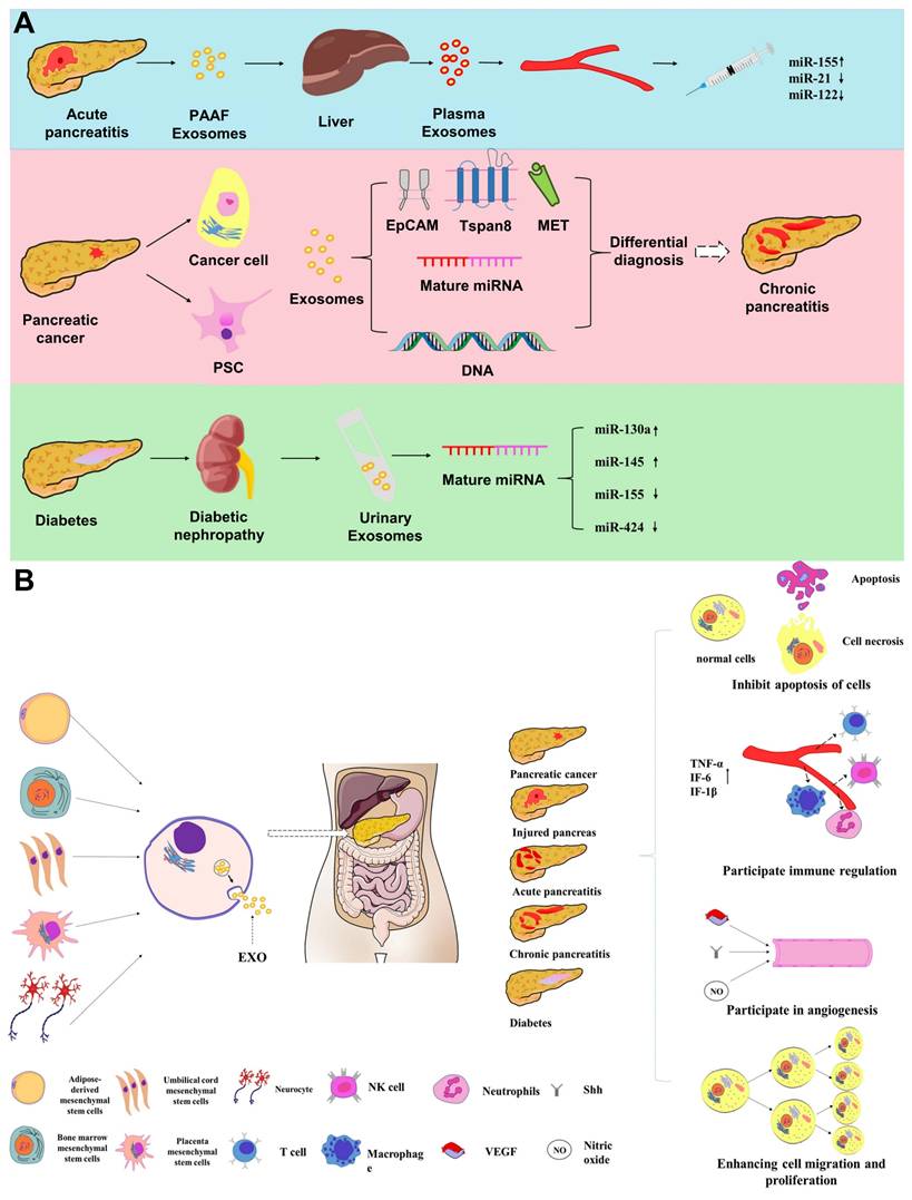 Theranostics Image