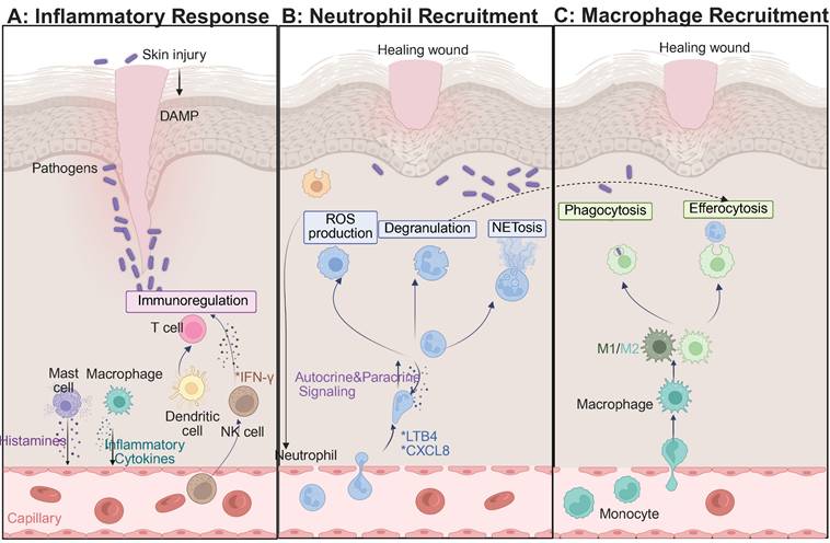 Theranostics Image