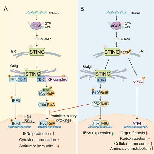 Theranostics Image