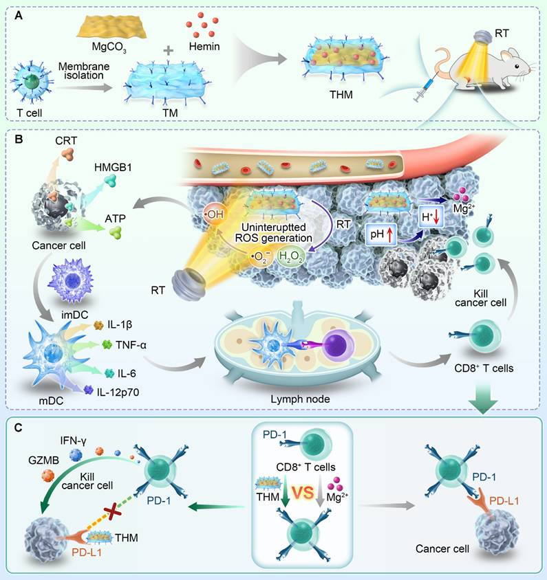 Theranostics Image