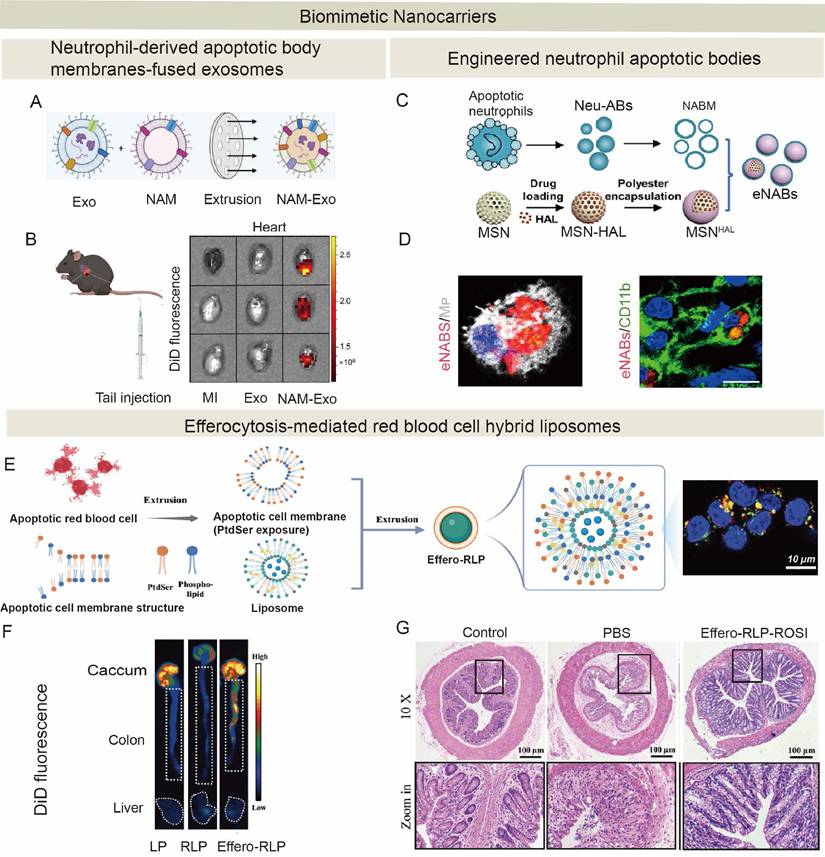 Theranostics Image