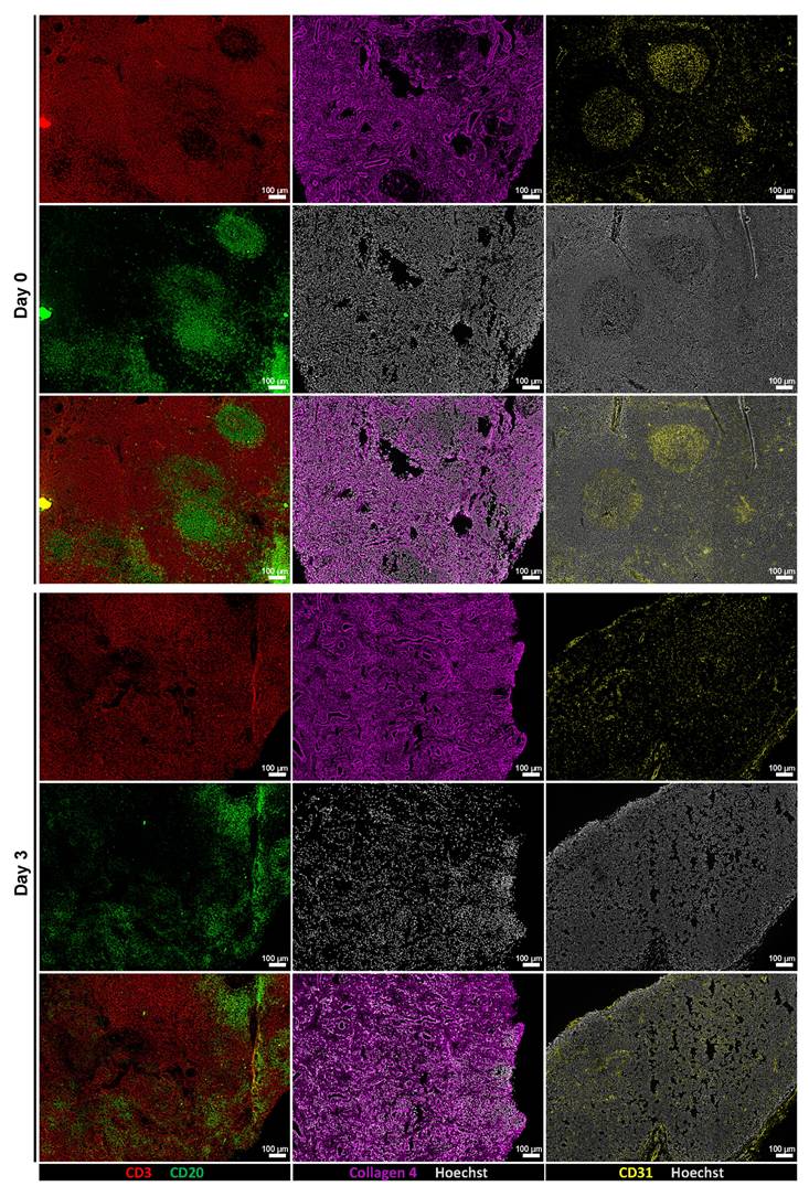Theranostics Image