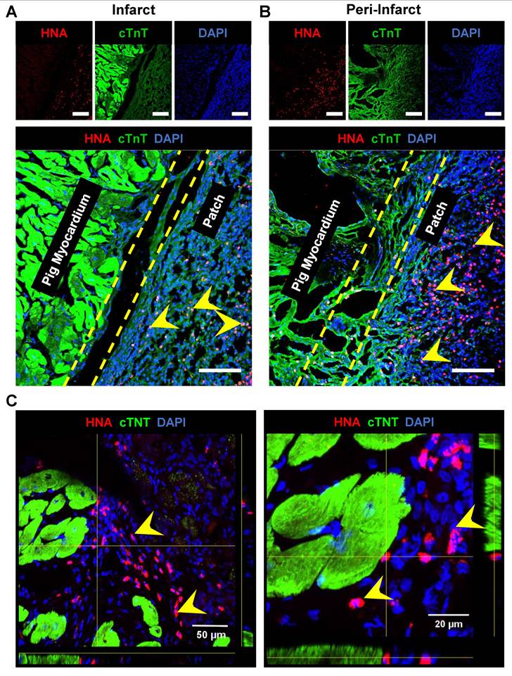 Theranostics Image