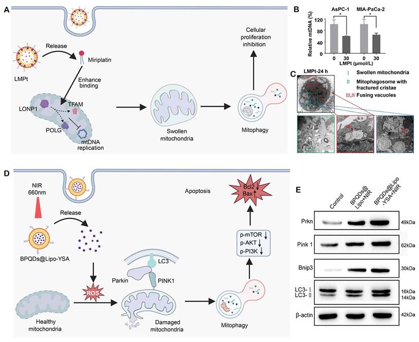 Theranostics Image