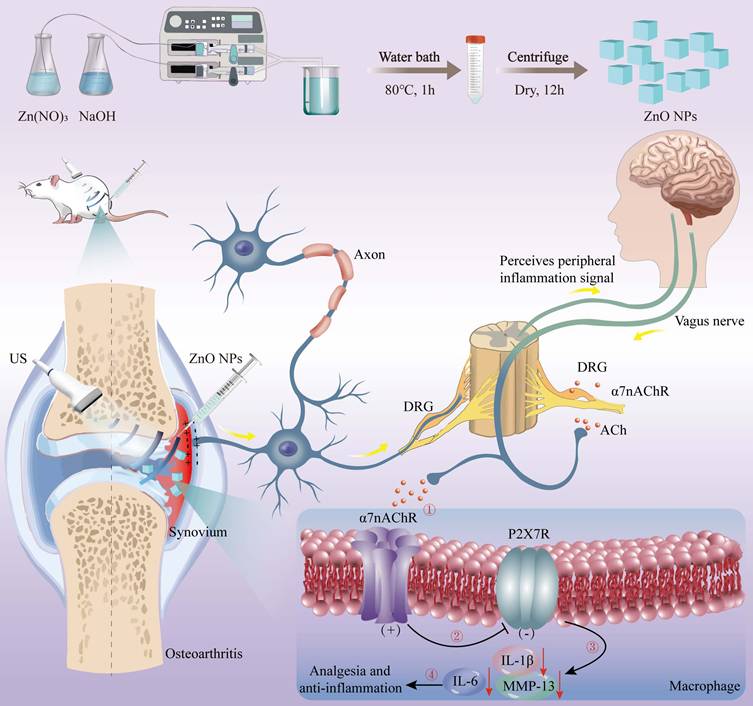 Theranostics Image
