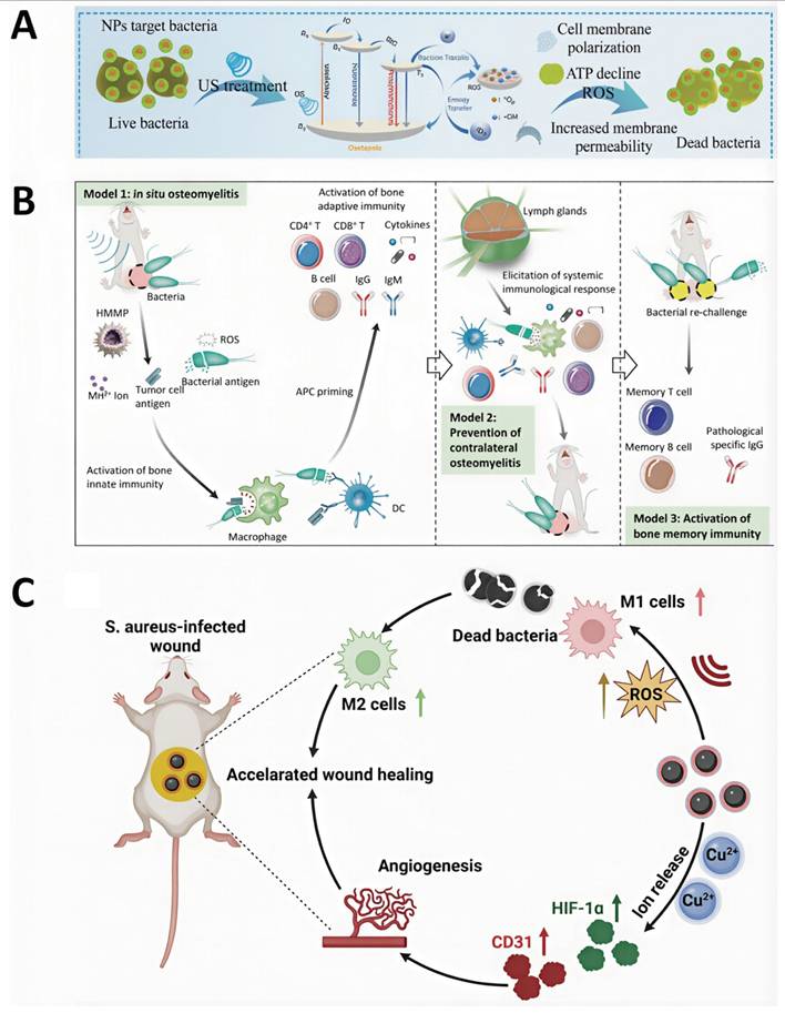 Theranostics Image