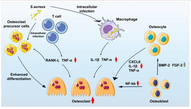 Theranostics Image