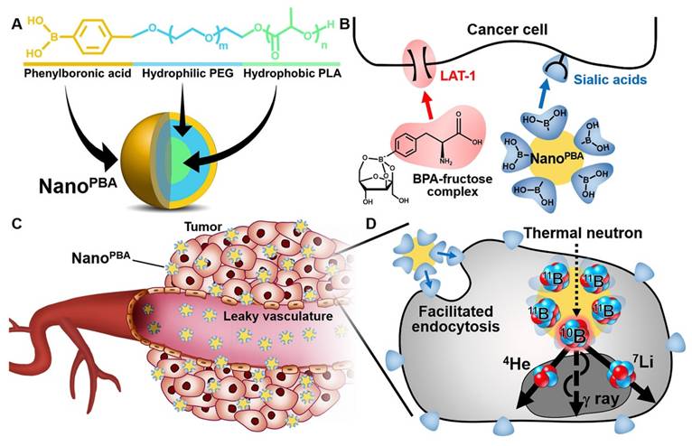 Theranostics Image