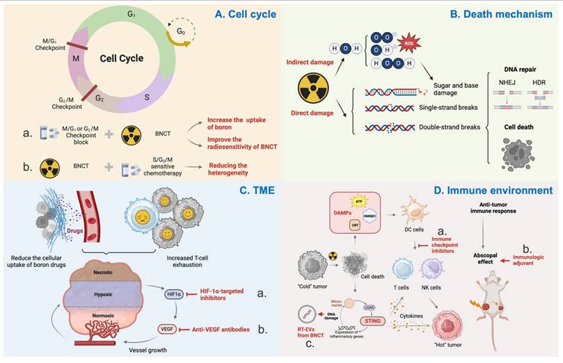 Theranostics Image