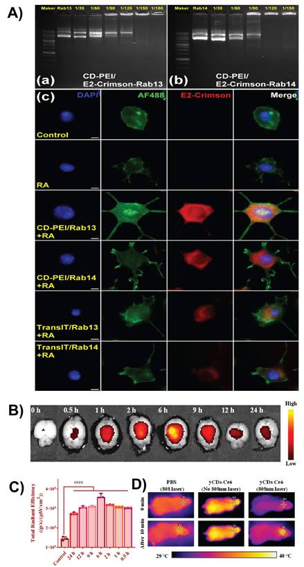 Theranostics Image