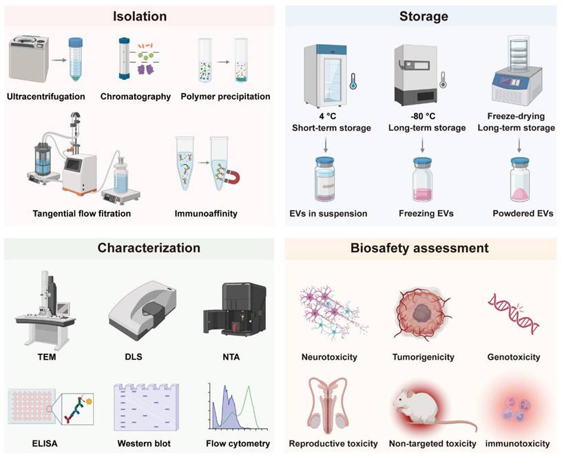 Theranostics Image