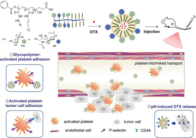 Theranostics Image