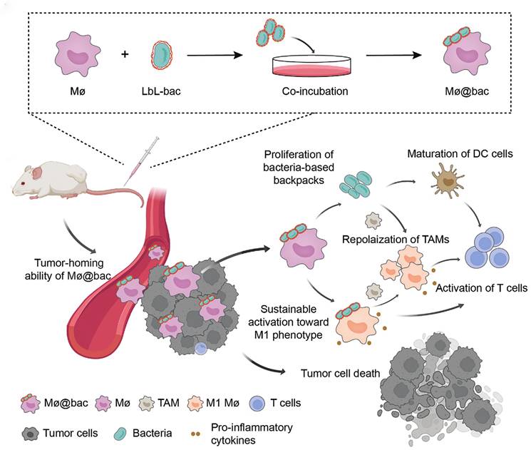 Theranostics Image
