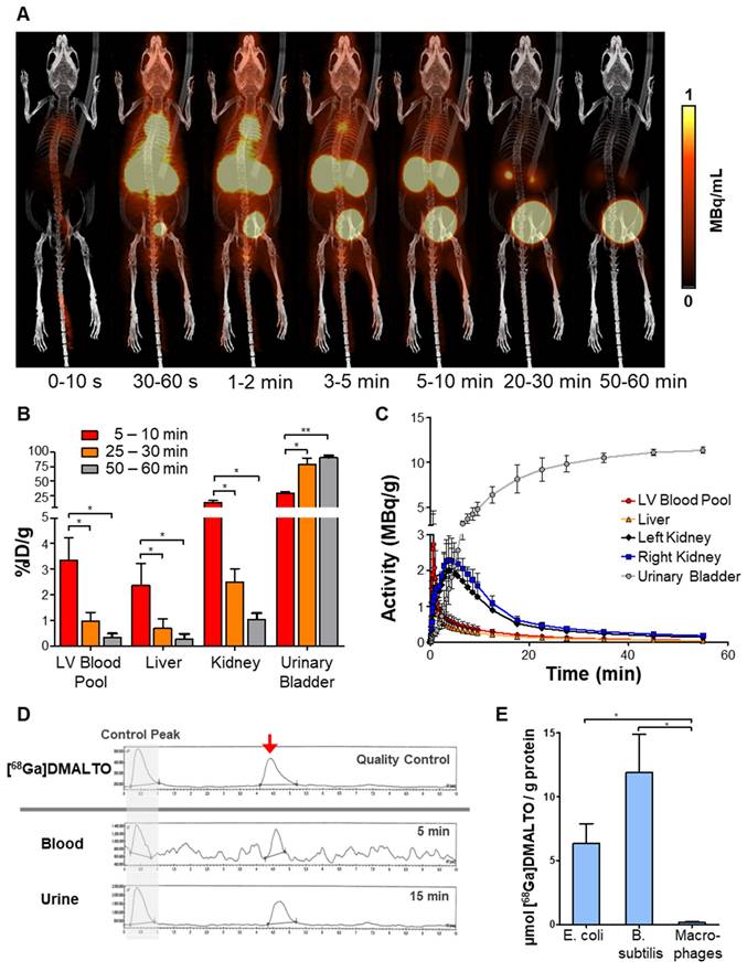 Theranostics Image