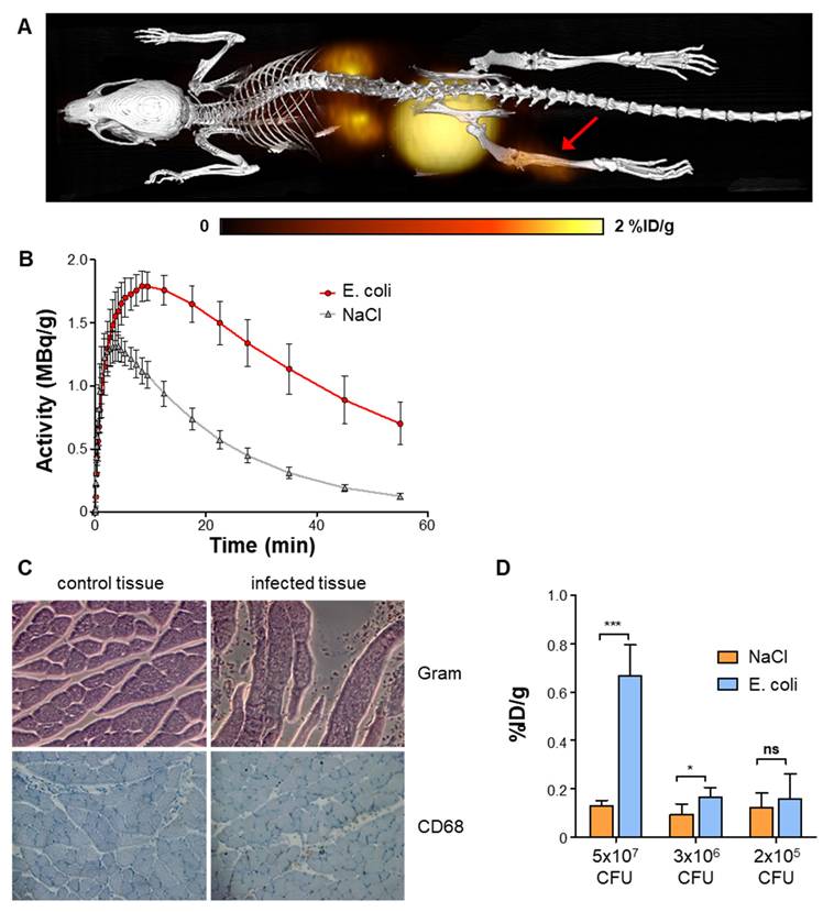Theranostics Image