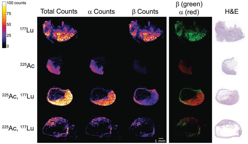 Theranostics Image