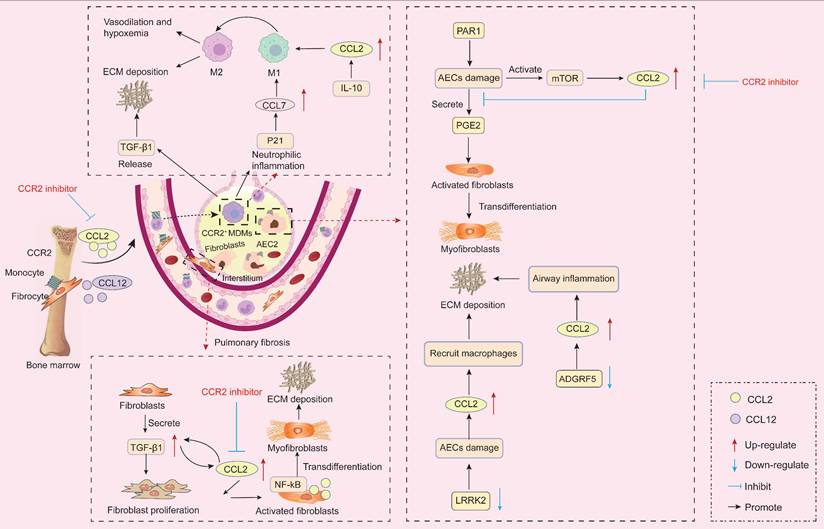 Theranostics Image