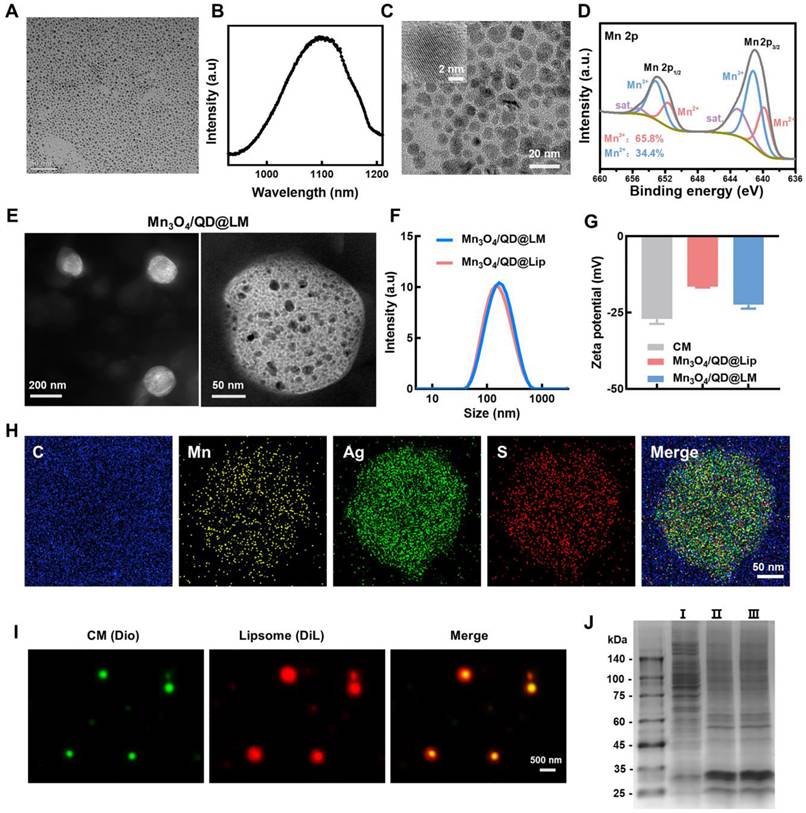 Theranostics Image