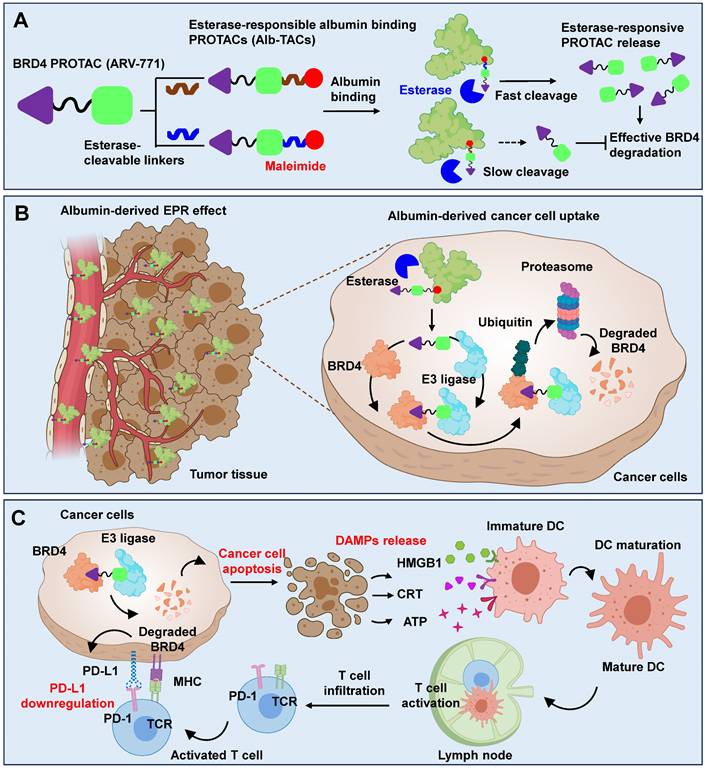 Theranostics Image