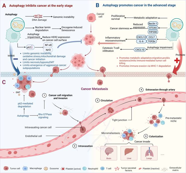 Theranostics Image