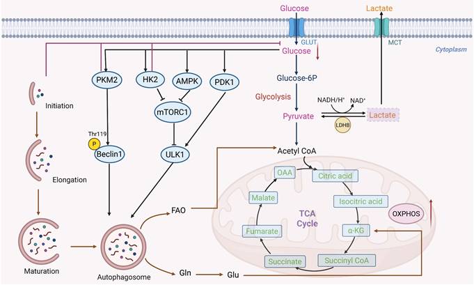 Theranostics Image