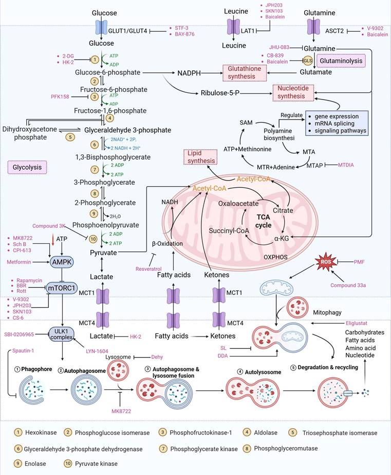 Theranostics Image