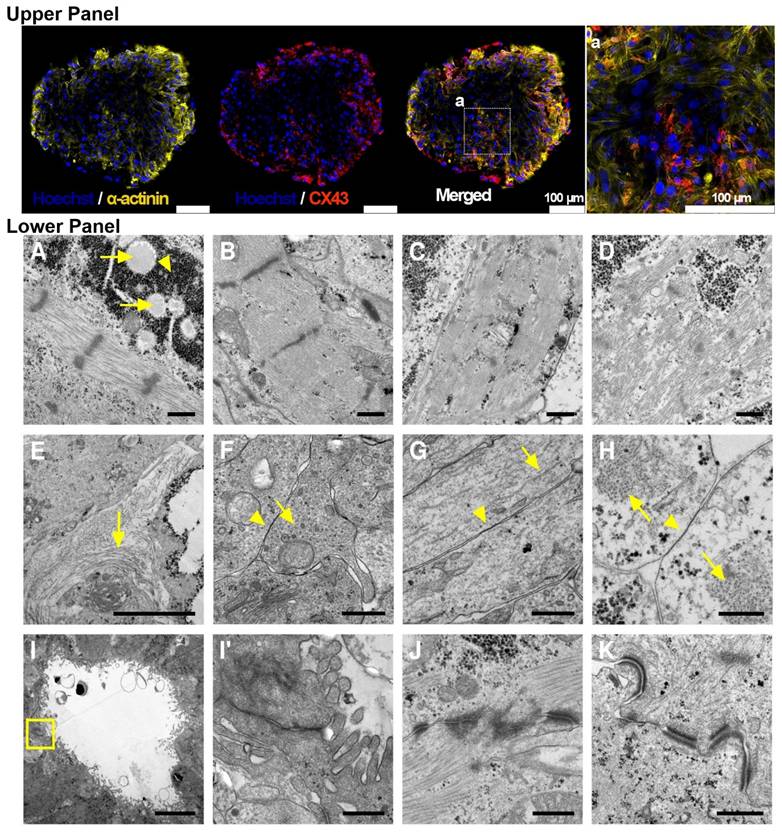 Theranostics Image