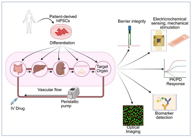 Theranostics Image