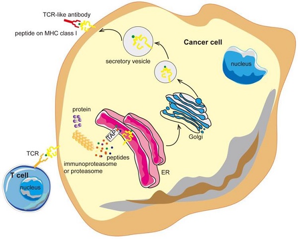 Atypical MHC class II-expressing antigen-presenting cells: can