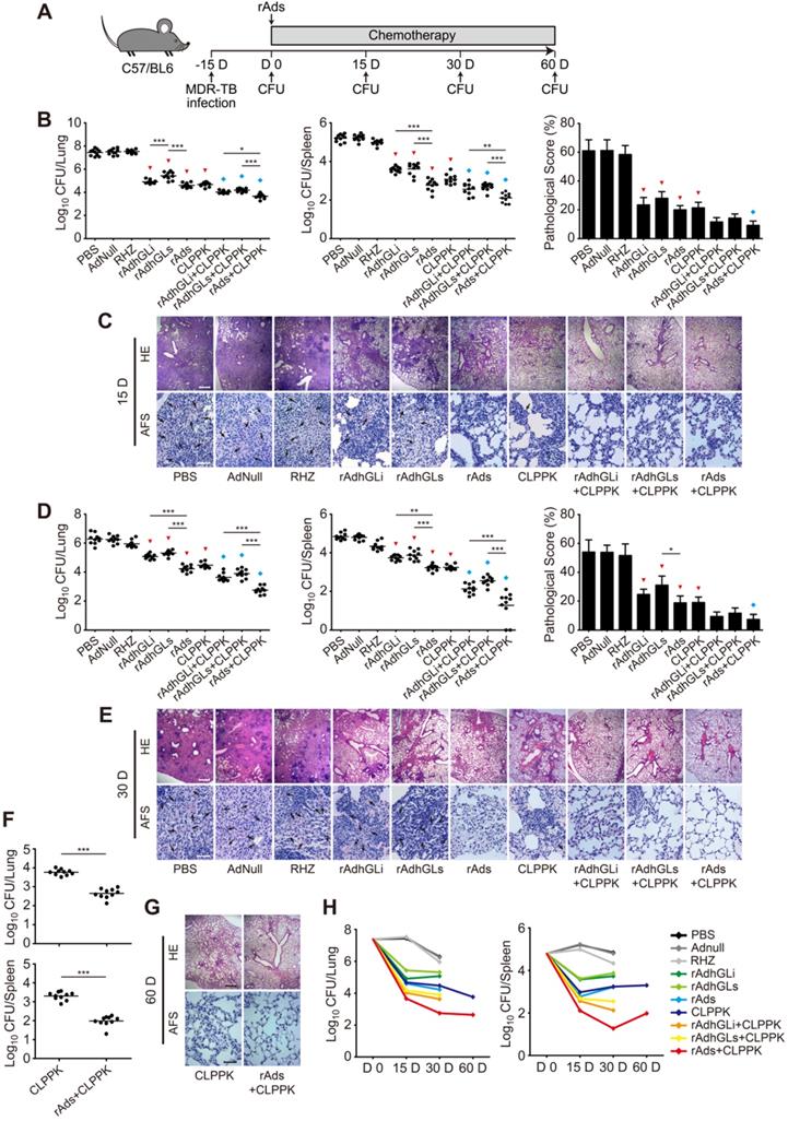 Enhanced tuberculosis clearance through the combination treatment with ...