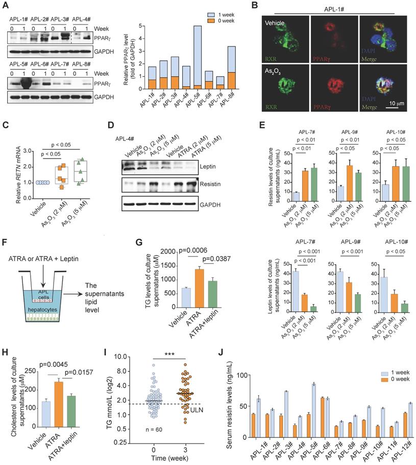 PML-RARα interaction with TRIB3 impedes PPARγ/RXR function and triggers ...