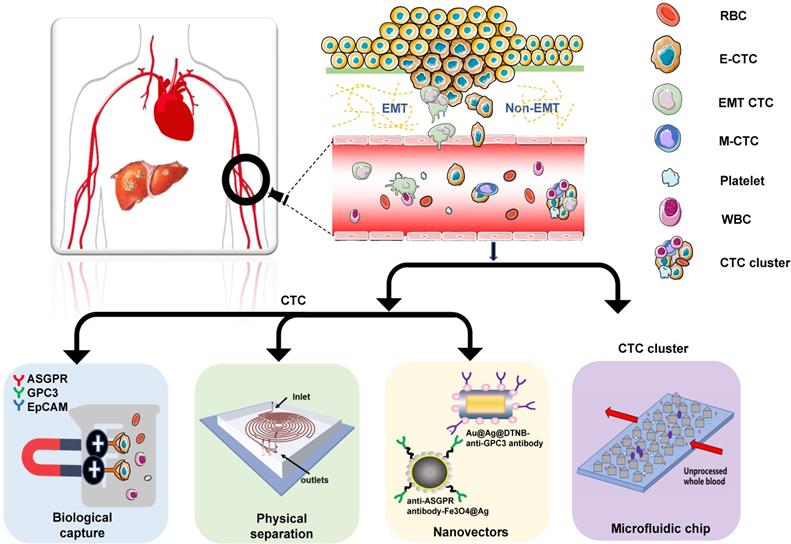 circulating-tumor-cells-in-hepatocellular-carcinoma-single-cell-based