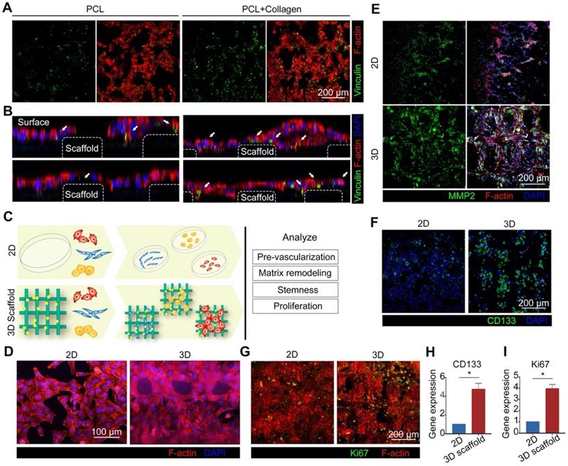 3D printed in vitro tumor tissue model of colorectal cancer