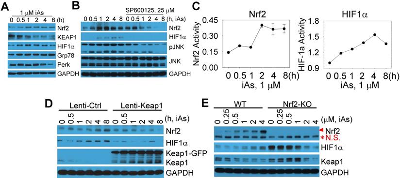 nrf2 and hif1α converge to arsenic-induced metabolic