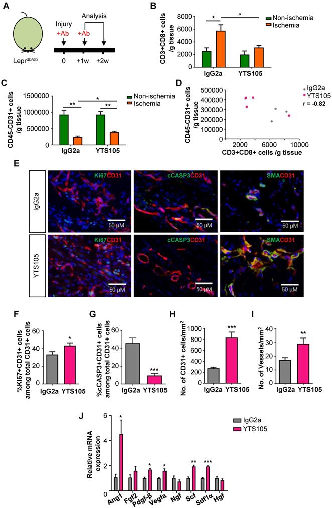 CD8+ T-cell plasticity regulates vascular regeneration in type-2 diabetes