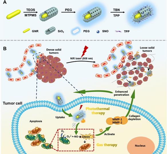 S-nitrosothiols Loaded Mini-sized Au@silica Nanorod Elicits Collagen ...