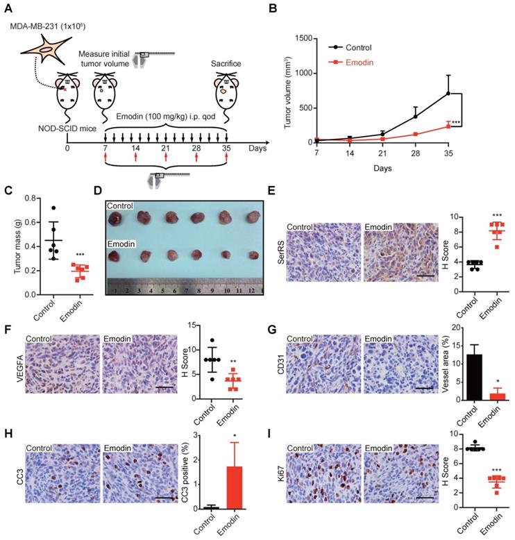 Herb-sourced Emodin Inhibits Angiogenesis Of Breast Cancer By Targeting ...