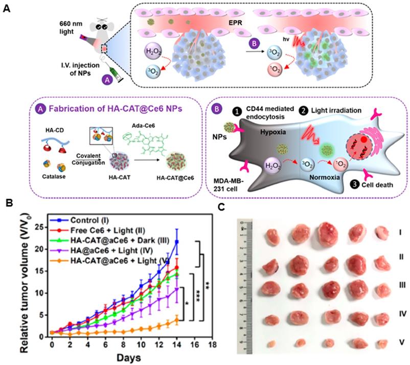 Versatile Nanoplatforms With Enhanced Photodynamic Therapy: Designs And ...