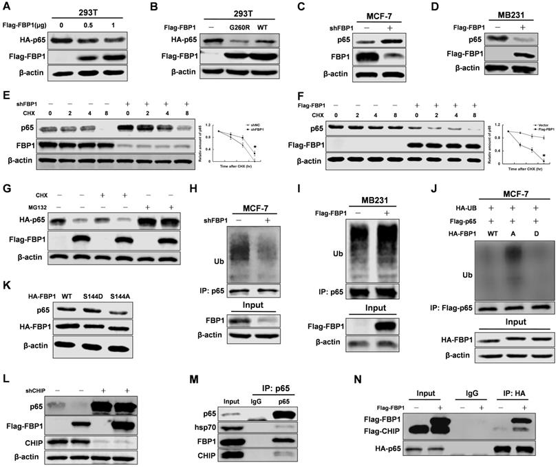 Fructose 1 6 Bisphosphatase 1 Interacts With Nf κb P65 To Regulate