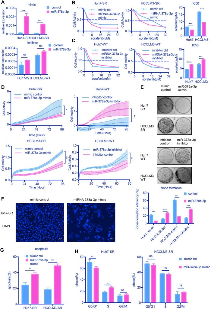 LXR activation potentiates sorafenib sensitivity in HCC by activating ...