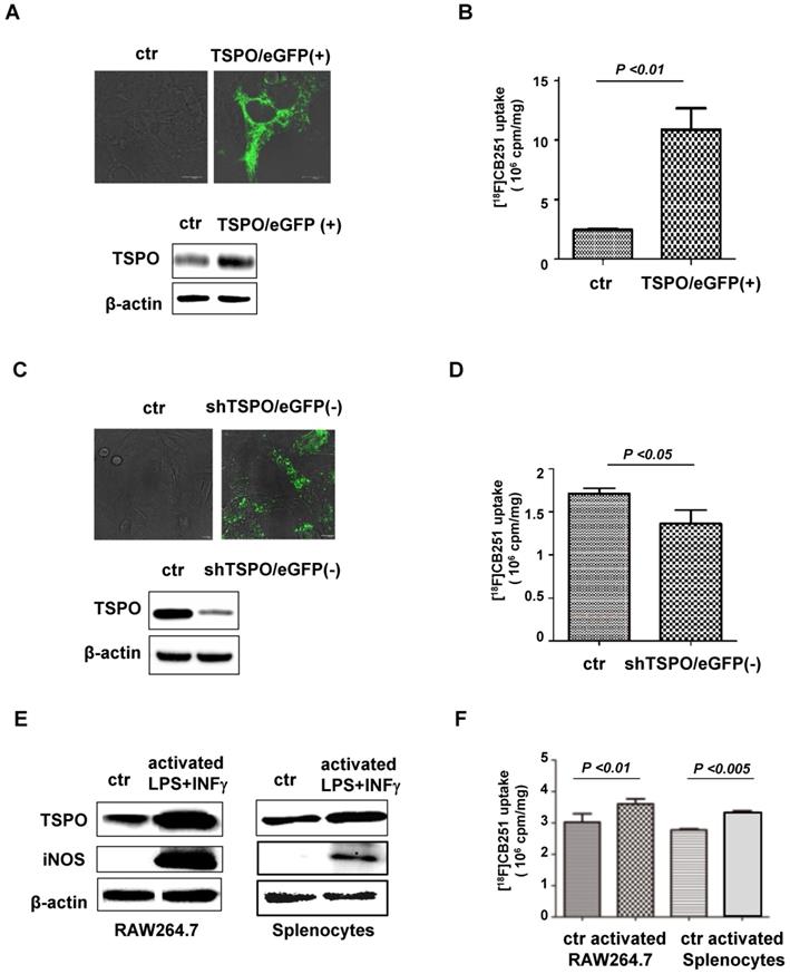 18f Cb251 Pet Mr Imaging Probe Targeting Translocator Protein Tspo Independent Of Its Polymorphism In A Neuroinflammation Model