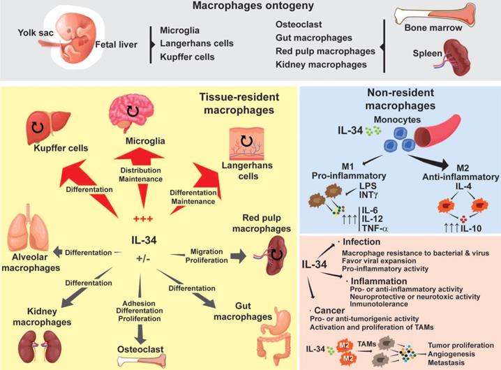 The twin cytokines interleukin-34 and CSF-1: masterful conductors of ...