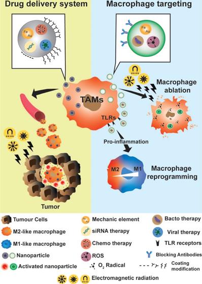 The twin cytokines interleukin-34 and CSF-1: masterful conductors of ...