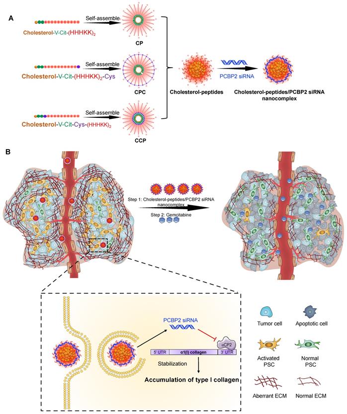 Silencing PCBP2 normalizes desmoplastic stroma and improves the ...